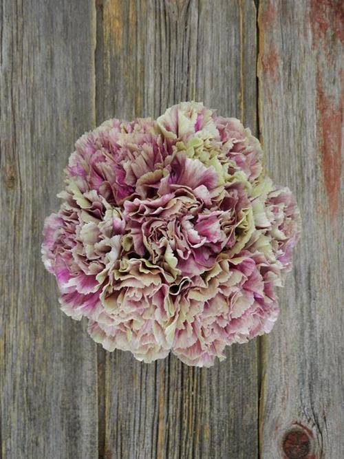 ANTIQUA BI-COLOR LAVENDER/CREAM CARNATIONS